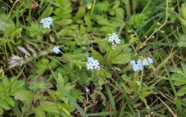 Myosotis scorpioides, gerçek Forget-Me-değil, su Forget-Me-çiçek değil