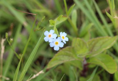 Myosotis scorpioides, gerçek Forget-Me-değil, su Forget-Me-çiçek değil