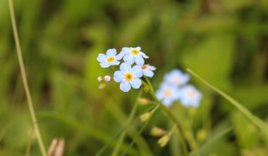 Myosotis scorpioides, gerçek Forget-Me-değil, su Forget-Me-çiçek değil