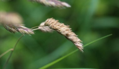 Dactylis glomerata, aynı zamanda horoz-ayak olarak bilinen, meyve bahçesi çim, ya da kedi çim