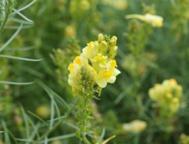 Linaria vulgaris, names are common toadflax, yellow toadflax, or butter-and-eggs, blooming in the summer clipart