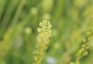 Reseda lutea, sarı Mignonette veya vahşi Mignonette çiçek