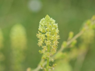 Reseda lutea, sarı Mignonette veya vahşi Mignonette çiçek