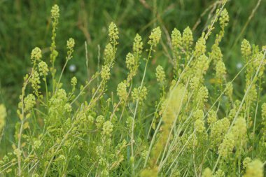 Reseda lutea, sarı Mignonette veya vahşi Mignonette çiçek