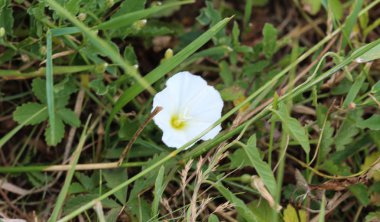 Çayır üzerinde çiçeklenme Convolvulus arvensis veya alan bindweed çiçek