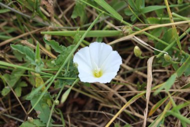 Çayır üzerinde çiçeklenme Convolvulus arvensis veya alan bindweed çiçek
