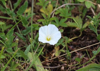 Çayır üzerinde çiçeklenme Convolvulus arvensis veya alan bindweed çiçek