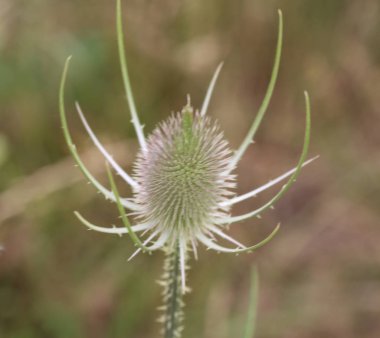 Wild tok Thistle veya veya Fuller 'ın tok (dipsacus fullonum)