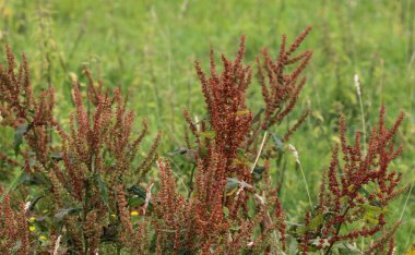 Rumex asetosella, genellikle kırmızı kuş, koyun gülü, tarla kuşu ve ekşi ot olarak bilinir.