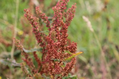 Rumex asetosella, genellikle kırmızı kuş, koyun gülü, tarla kuşu ve ekşi ot olarak bilinir.
