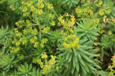 Çiçeklenme Euphorbia cyparissias, baharda selvi sütleğen bitki
