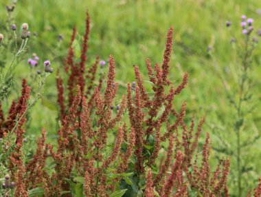 Rumex asetosella, genellikle kırmızı kuş, koyun gülü, tarla kuşu ve ekşi ot olarak bilinir.