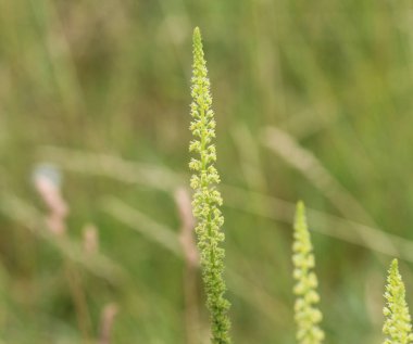 Reseda luteola, Dyer 'in roket olarak bilinen, Dyer 's ot, kaynak, WOOLD, ve sarı ot