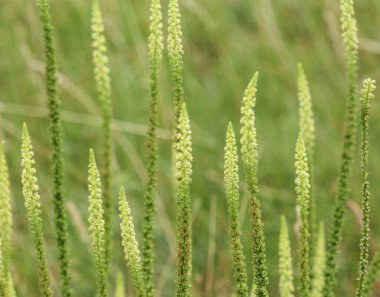 Reseda luteola, Dyer 'in roket olarak bilinen, Dyer 's ot, kaynak, WOOLD, ve sarı ot