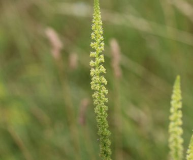 Reseda luteola, Dyer 'in roket olarak bilinen, Dyer 's ot, kaynak, WOOLD, ve sarı ot