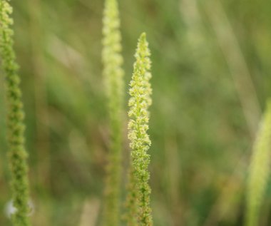 Reseda luteola, Dyer 'in roket olarak bilinen, Dyer 's ot, kaynak, WOOLD, ve sarı ot