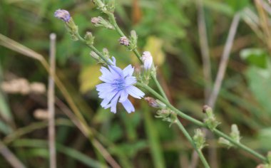 Ortak hindiba çiçek, (Cichorium intybus) yaz sezonunda çiçeklenme