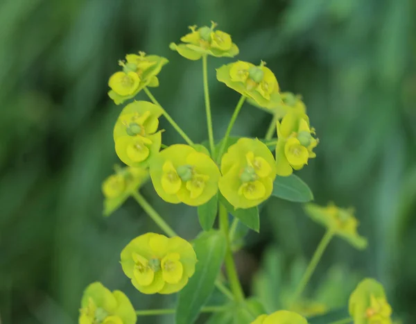 Kwitnące Euphorbia cyparissias, cyprys roślin spapelu wiosną — Zdjęcie stockowe