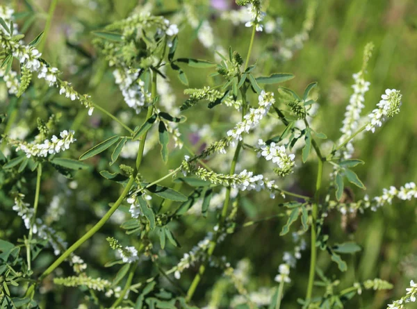 Melilotus albus, joka tunnetaan myös nimellä hunajaapila, Bokhara apila (Australia), makea apila tai valkoinen melilot, kukkivat kesäkaudella — kuvapankkivalokuva