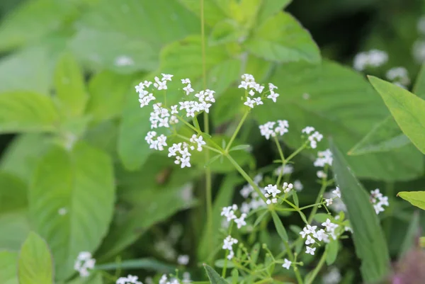 Galium palustre, the common marsh bedstraw or simply marsh-bedstraw flower — Stock Photo, Image