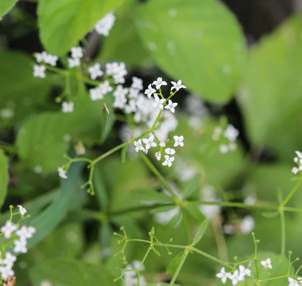 Galium bahenní, obyčejný bažinný slamák nebo jen květinka z bažin — Stock fotografie