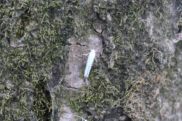 Pájaro cereza armiño (Yponomeuta evonymella) día polilla activa en el árbol — Foto de Stock