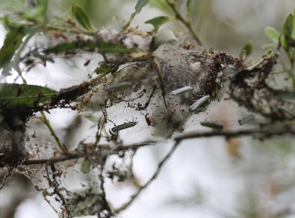 Bird Cherry hermelinen (Yponomeuta evonymella) dag aktiv Moth på träd — Stockfoto