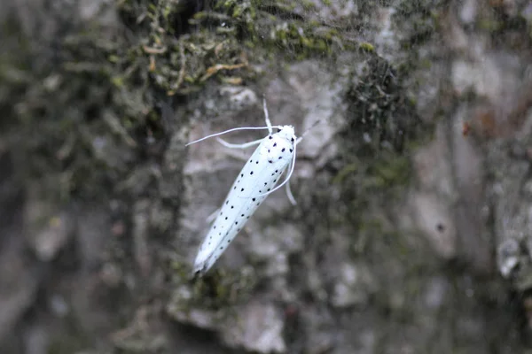 Arminho de cereja de pássaro (Yponomeuta evonymella) dia traça ativa na árvore — Fotografia de Stock