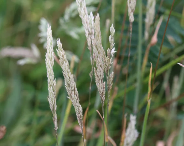 Holcus lanatus, popularne nazwy to mgła Yorkshire, trawa iglasta i łąka miękka trawa — Zdjęcie stockowe