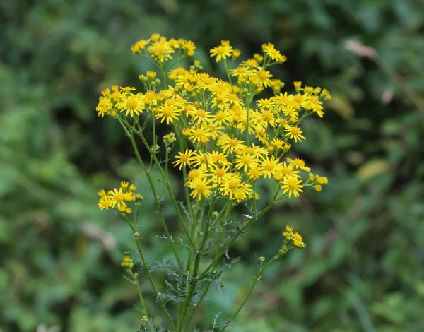 Hypericum perforatum, known as perforate St John\'s-wort, common Saint John\'s wort and St John\'s wort flower