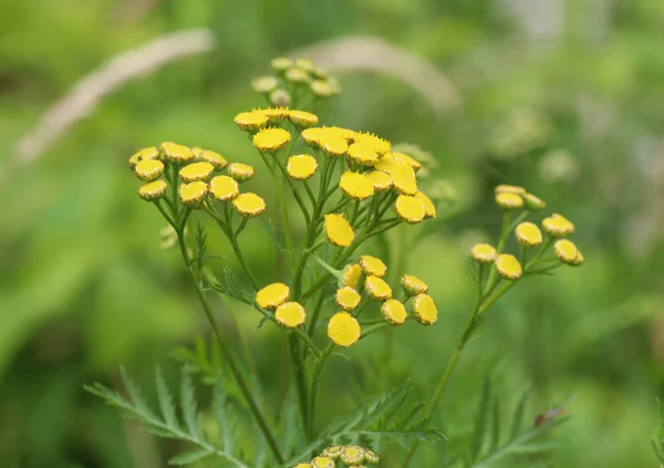 Tansy (Tanacetum vulgare), also known as common tansy,bitter buttons, cow bitter, or golden buttons — Stock Photo, Image