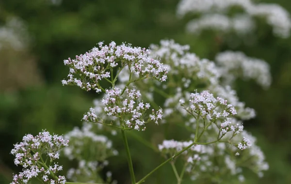 Marsh valerian or Valeriana dioica, blooming in spring — Stock Photo, Image