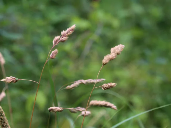 Dactylis glomerata, joka tunnetaan myös nimellä kukko-jalka, hedelmätarha ruoho tai kissan ruohoa — kuvapankkivalokuva