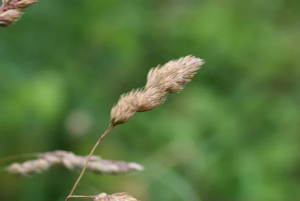 Dactylis glomerata, znany również jako kogut-Foot, trawa Sad, lub kot trawy — Zdjęcie stockowe