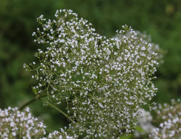 Bataklık Kediotu veya Valeriana dioica, baharda çiçeklenme — Stok fotoğraf