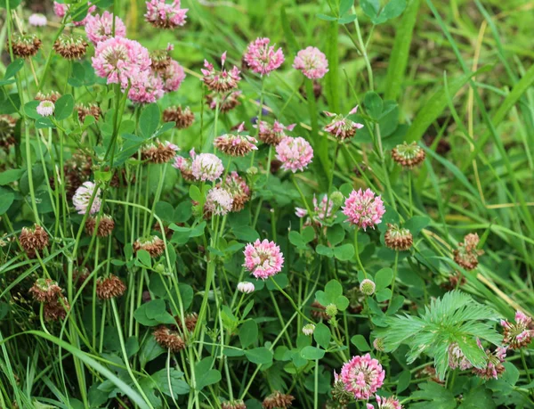 Trifolium hybridum, tavasszal virágzó alsike — Stock Fotó