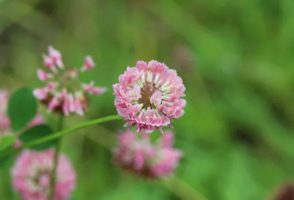 Trifolium hybridum, the alsike clover flower blooming in spring — Stock Photo, Image