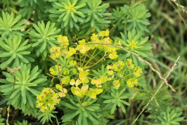 Çiçeklenme Euphorbia cyparissias, baharda selvi sütleğen bitki
