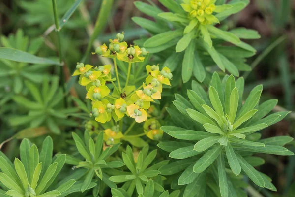 Blooming Euphorbia cyparissias, the cypress spurge plant in spring — Stock Photo, Image