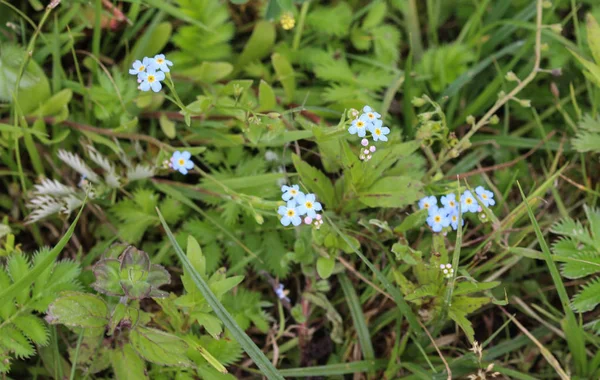 Myosotis scorpioides, the true forget-me-not, water forget-me-not flower — Stock Photo, Image