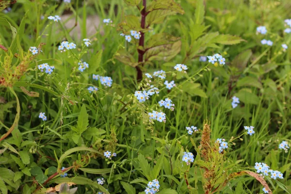 Myosotis scorpioides, the true forget-me-not, water forget-me-not flower — Stock Photo, Image