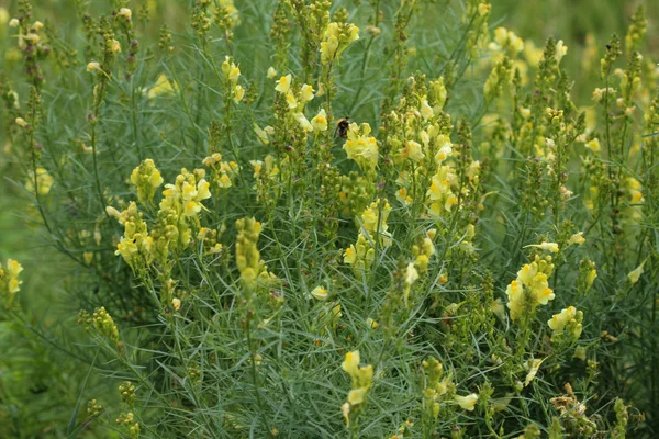 Linaria vulgaris, names are common toadflax, yellow toadflax, or butter-and-eggs, blooming in the summer — Stock Photo, Image