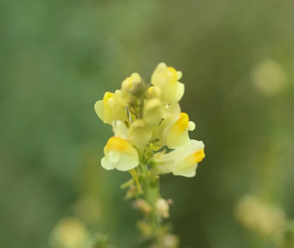 Linaria vulgaris, names are common toadflax, yellow toadflax, or butter-and-eggs, blooming in the summer — Stock Photo, Image