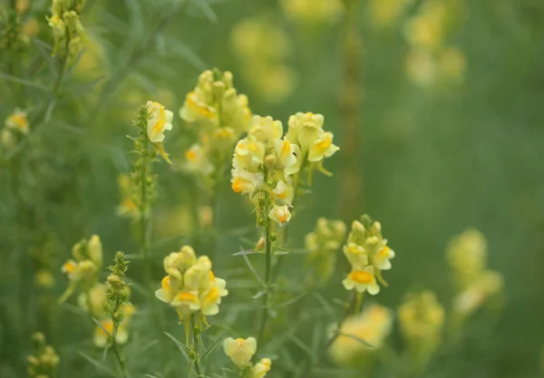 Linaria vulgaris, nazwy są wspólne toadflax, żółte toadflax, lub masła i jaj, kwitnące w lecie — Zdjęcie stockowe