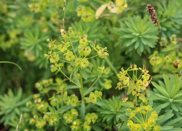 Çiçeklenme Euphorbia cyparissias, baharda selvi sütleğen bitki