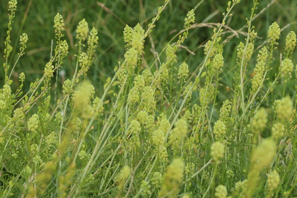 Reseda lutea, la mignonetta gialla o fiore di mignonette selvatica — Foto Stock