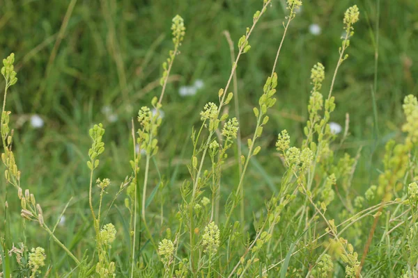 Reseda lutea, la mignonetta gialla o fiore di mignonette selvatica — Foto Stock