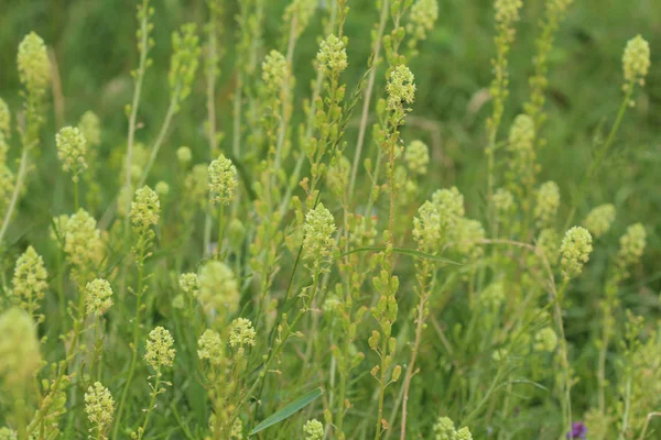 Reseda lutea, the yellow mignonette or wild mignonette flower — Stock Photo, Image