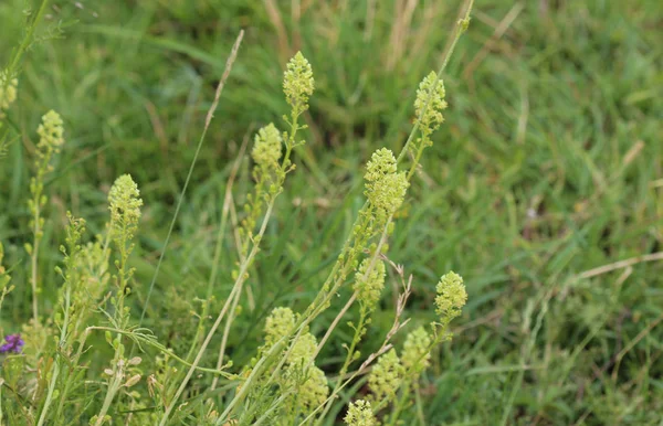 Reseda lutea, la mignonette amarilla o la flor de la mignonette salvaje — Foto de Stock