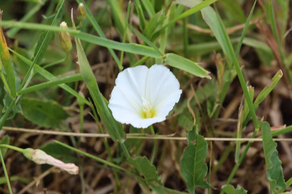 Çayır üzerinde çiçeklenme Convolvulus arvensis veya alan bindweed çiçek